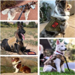 Luxury Nylon Dog Harness & Leash Set – Camouflage - Image 5